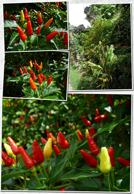 petits piments qui tuent