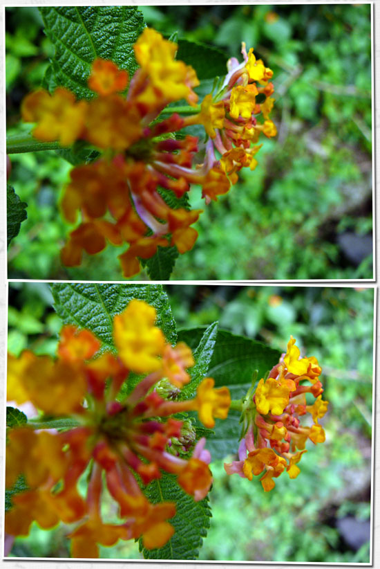 fleurs jaunes