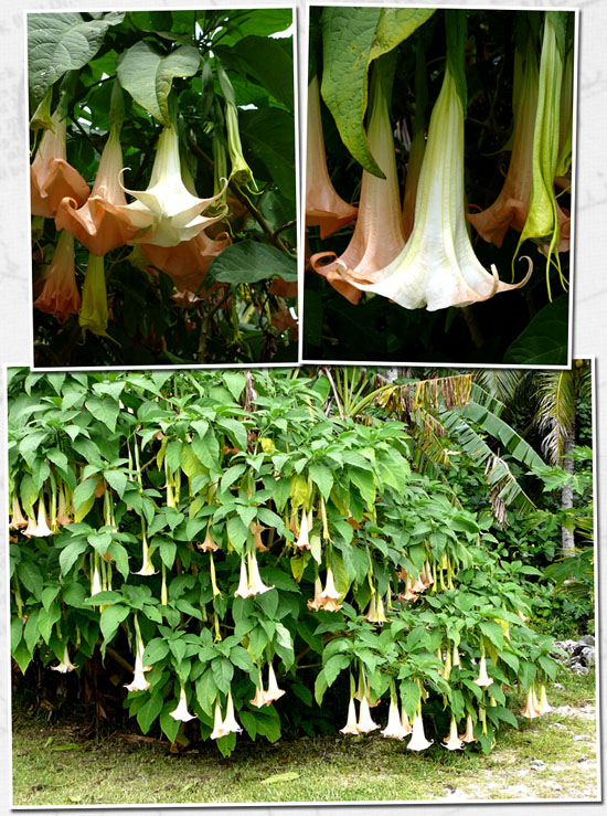 datura