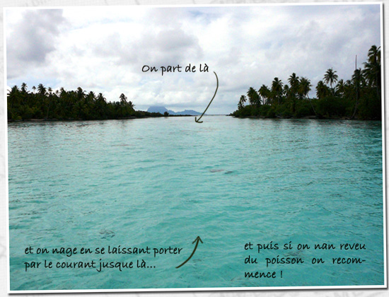 jardin de corail de tahaa