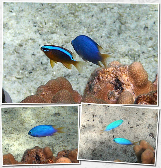 petits turquoises