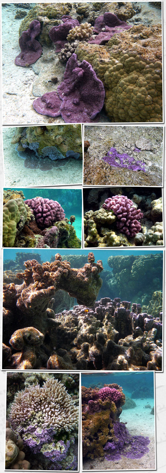 les coraux de Tetiaroa