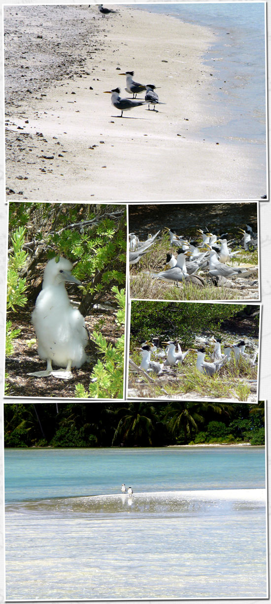 encore des oiseaux