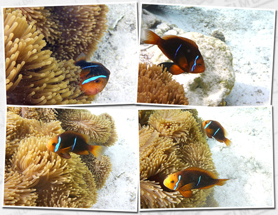 encore sous l'eau à Tahaa avec Nemo