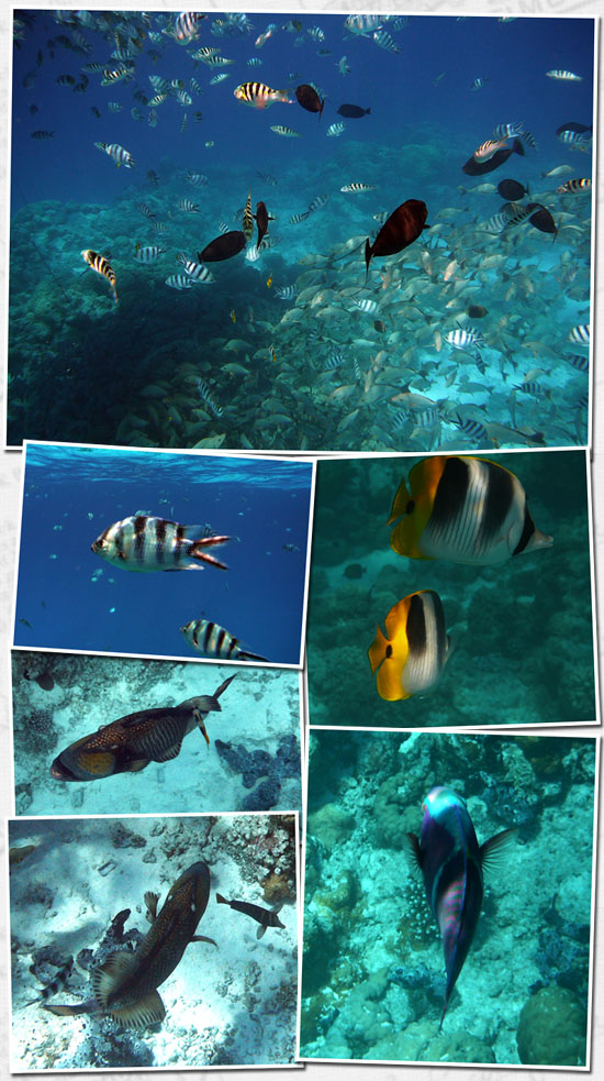 les poissons à Rangi