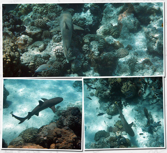 les requins