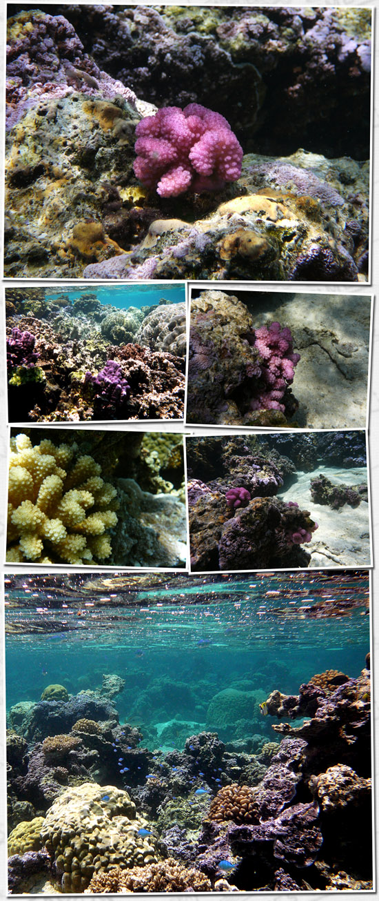 les coraux