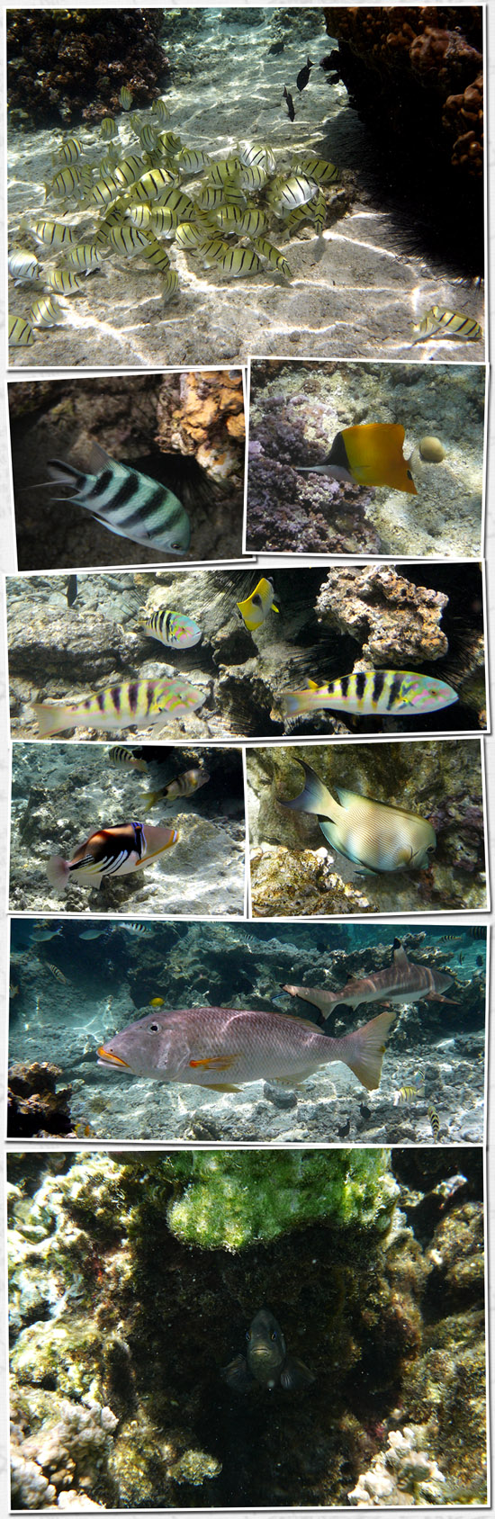 encore des poissons