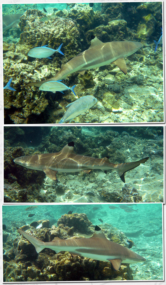 les requins