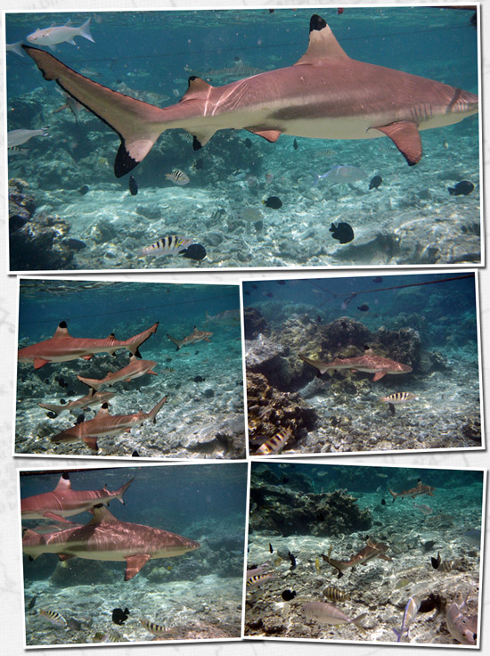 encore les requins